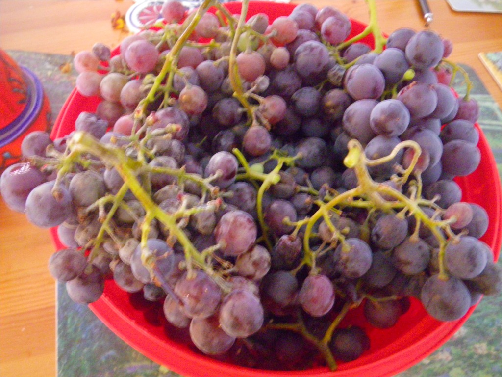 our harvest this year - yummy grapes